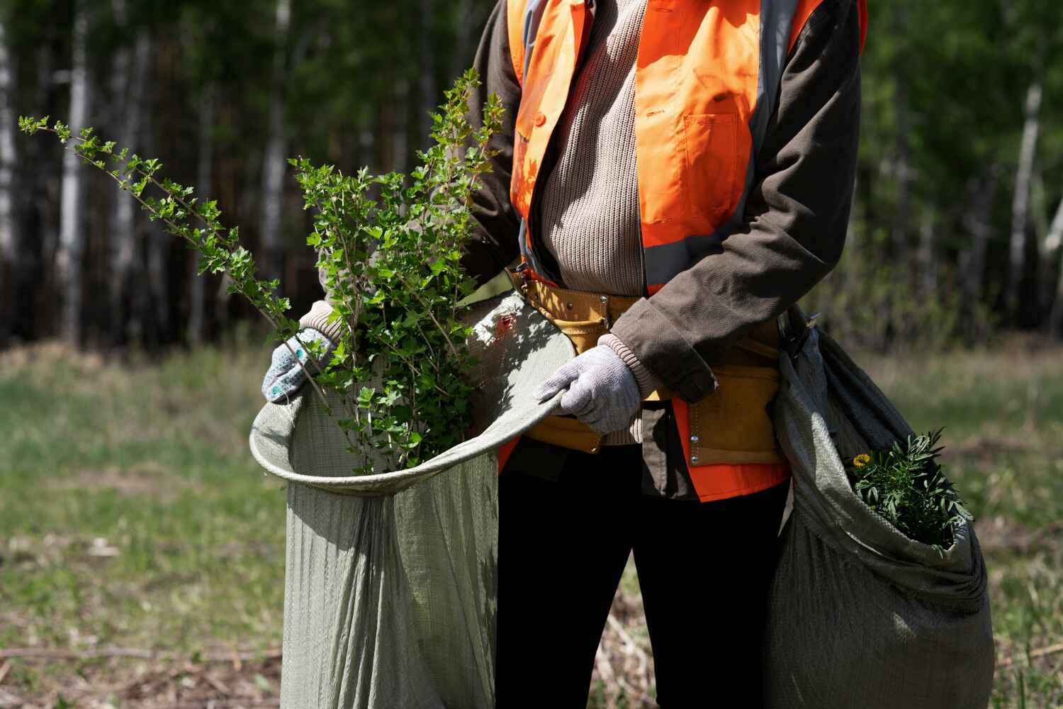 Environmentally Friendly Tree Care Solutions